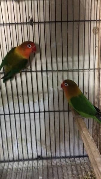 Lovebirds Pairs 3