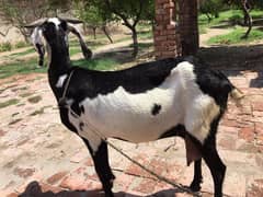 Pure Desi Goat sale