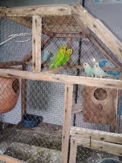 Rainbow unique budgies pair with two chicks and breeder male