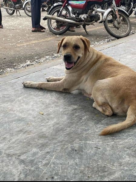 breader Labrador female fully trained 4