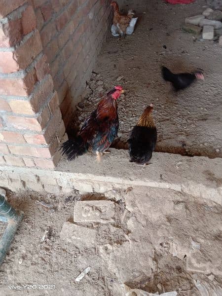 Egg laying hens 1