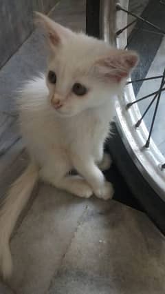 Persian kitten 2 months old pure white color