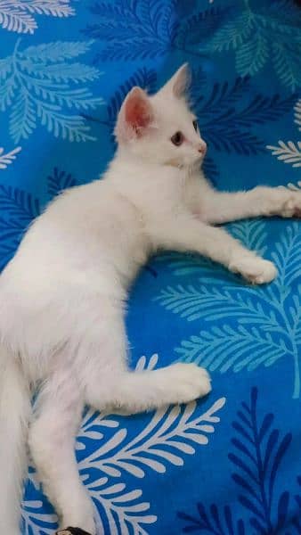 Persian kitten 4 months old pure white color 2