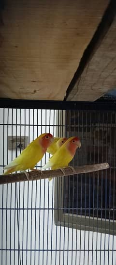 Common Latino Birds 03246120955