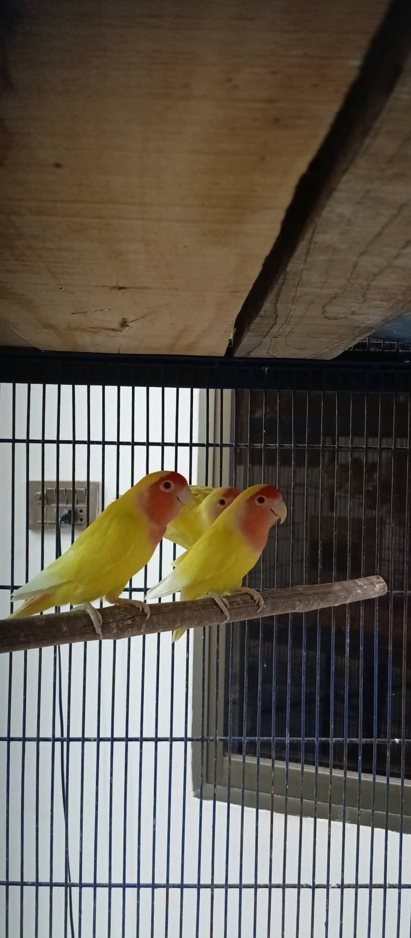 Common Latino Birds 03246120955 0