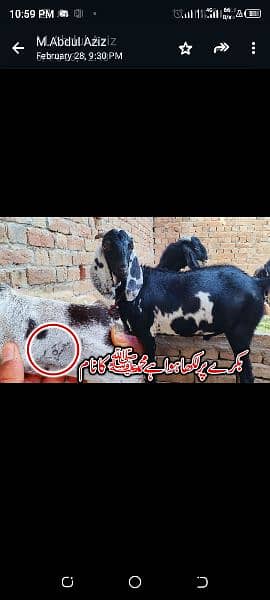 NAYAB Bakra 0