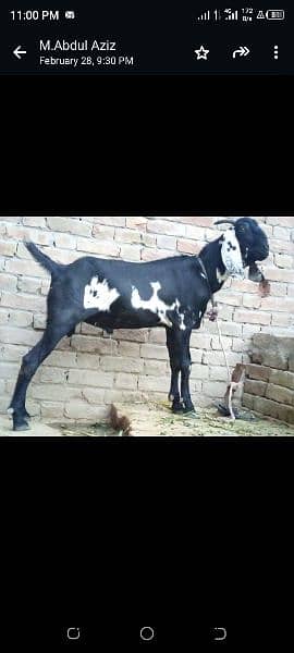 NAYAB Bakra 1