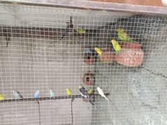 Australian budgies All colony for sale.