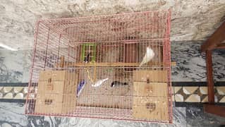 Jumbo Offer of Cages