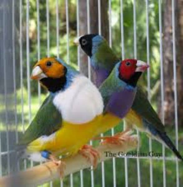 Goldian Bird  breeder pair for Sale 1