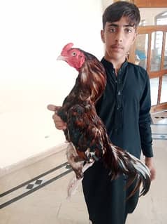 2 birds of lasani breed for sale high quality breed