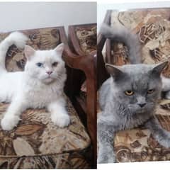 Gorgeous Doll-Faced Persian Cats Gray & White with Unique Eyes