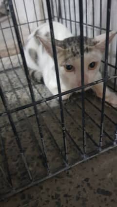 white and brown cat