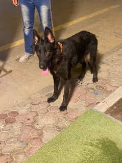 black shepherd female for sale