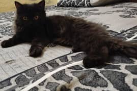 Persian cat       contact 3135443836