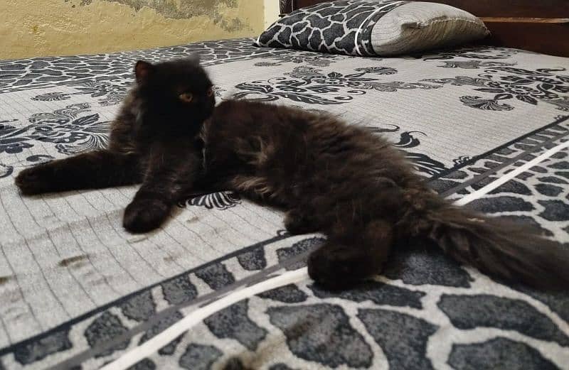 Persian cat       contact 3135443836 2