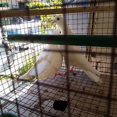 fancy birds looking beautiful white pegeon black eyes