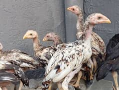 Aseel Chicks For Sale