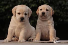 Labrador puppies labs pedigree