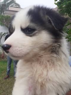 Husky puppies (male/female)-2 months , 85000/-