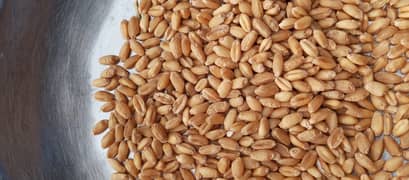 organic wheat  ghandam