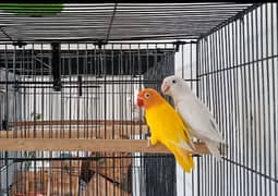 Breeder pair. . albino confirm split female. lutino red eye male