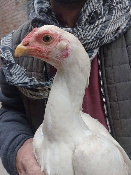 breeder murgi 15 egg dati ha urgent sale need money 0