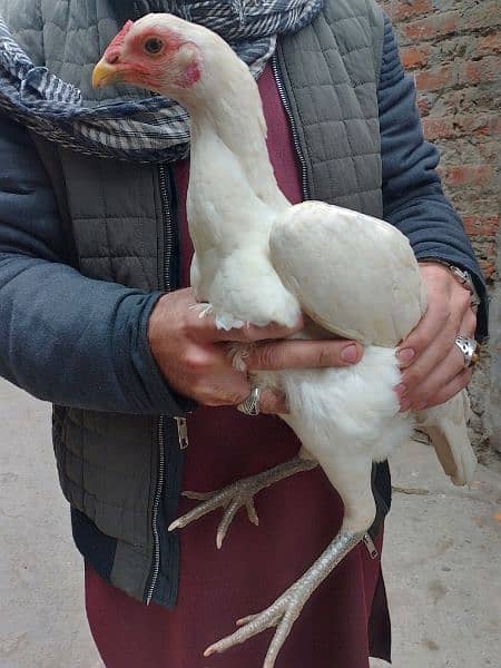 breeder murgi 15 egg dati ha urgent sale need money 2