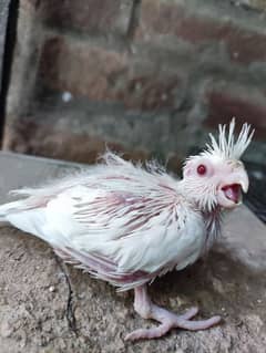 2 COCKATIELS CHICKS AVAILABLE For Sale