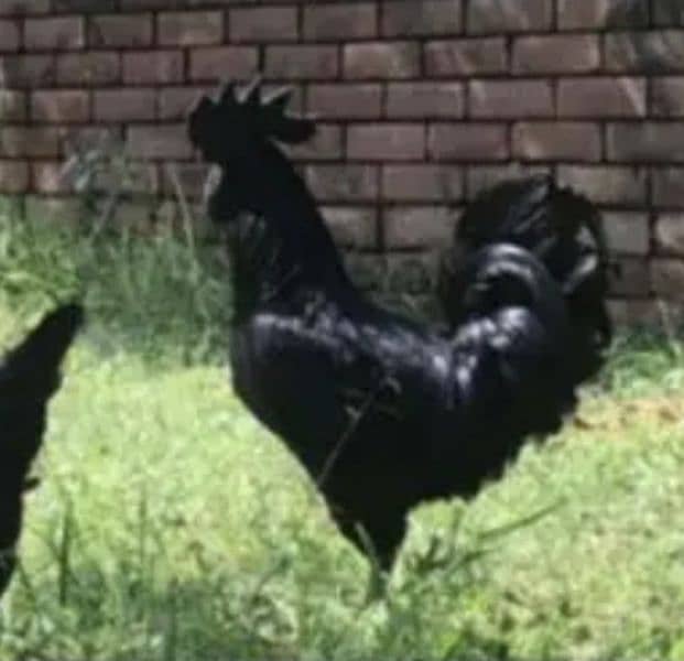 Ayam Cemani chicks 0