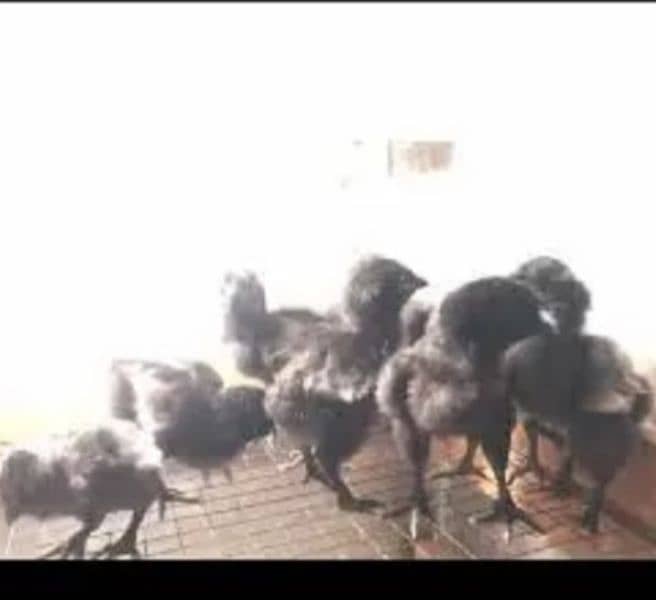 Ayam Cemani chicks 1