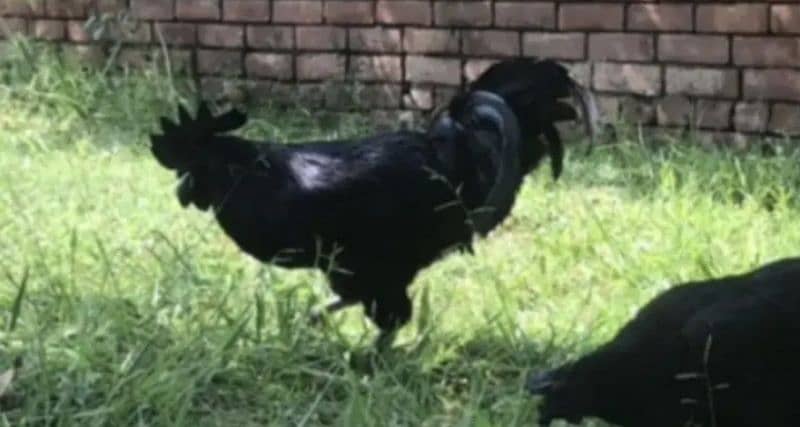 Ayam Cemani chicks 2