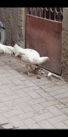 Heera female Aseel female chicken for sale.