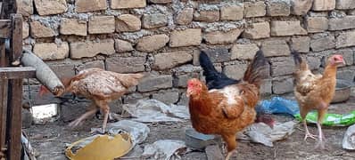 Aseel and pUre desi hens for sale 2000/1