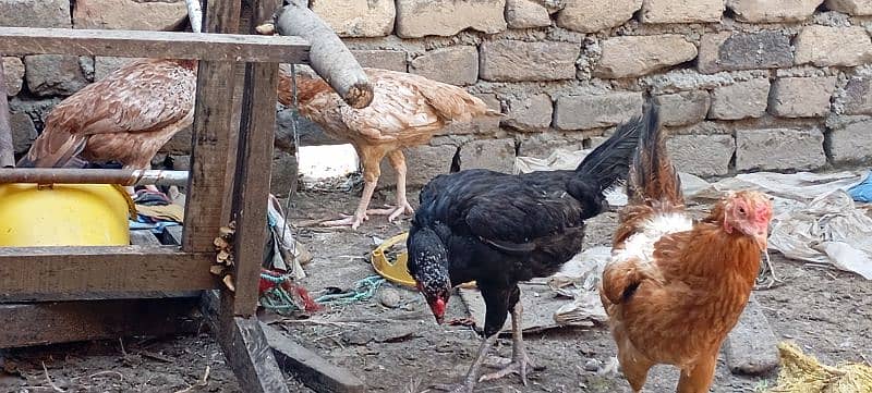 Aseel and pUre desi hens for sale 2000/1 2