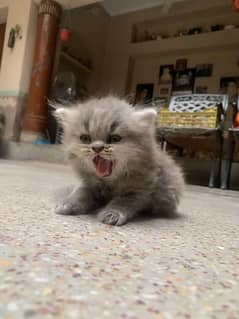 Male triple coated Grey Colour Punch Face Persian Kitten 0