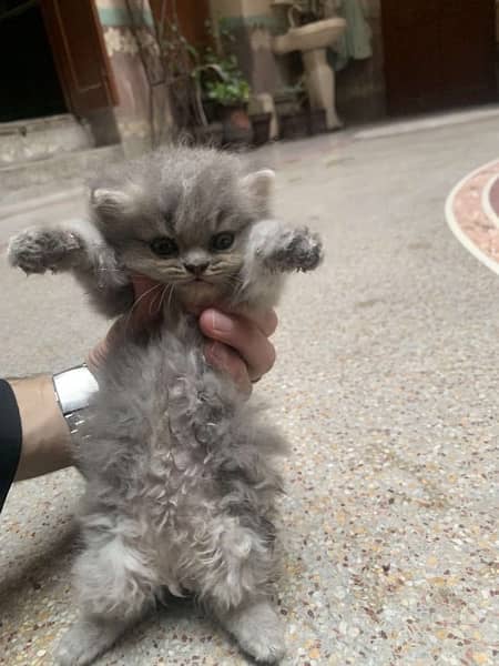 Male triple coated Grey Colour Punch Face Persian Kitten 1