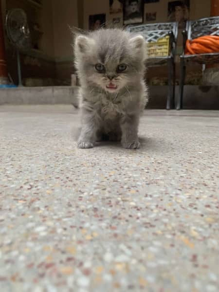 Male triple coated Grey Colour Punch Face Persian Kitten 3