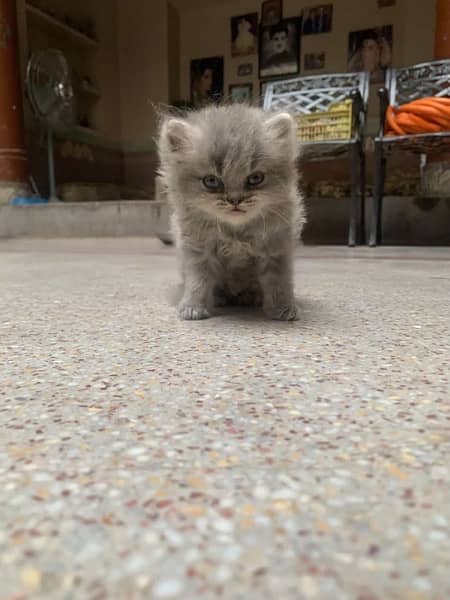 Male triple coated Grey Colour Punch Face Persian Kitten 5