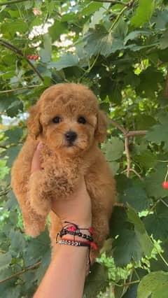 Maltipoo puppies