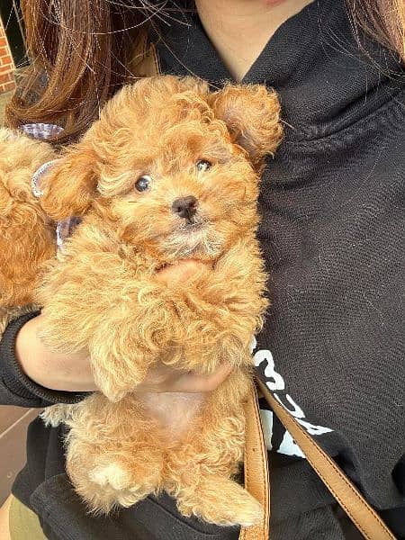 Maltipoo puppies 1