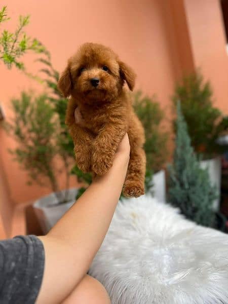 Maltipoo puppies 2