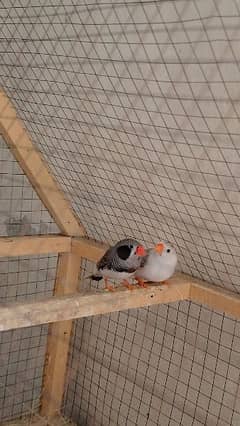 Finches breeder pair