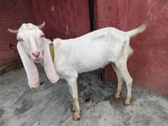 dasi Bakra pair goat female ready to breed