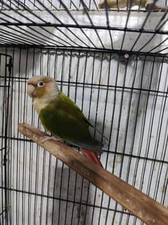 Greencheek Pineapple Conure Pair With DNA