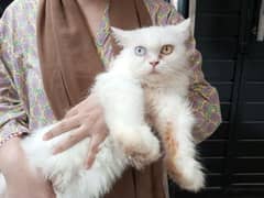 Odd eyes Persian Cat/semi punch face