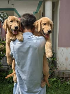 American Golden Retriever Puppies | imported Dog 0