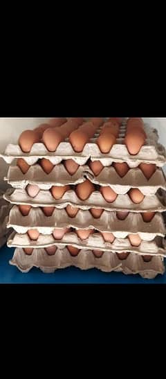 lohman brown eggs 0