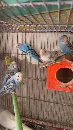 Australia parrot for sale at reasonable price