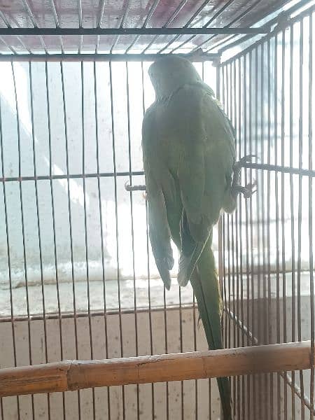 green ringneck parrot 0